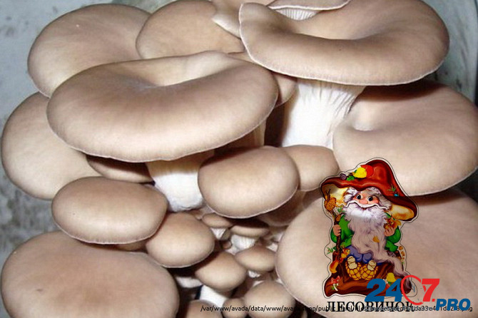 Вешенки свежие грибы купить оптом и в розницу Moscow - photo 4