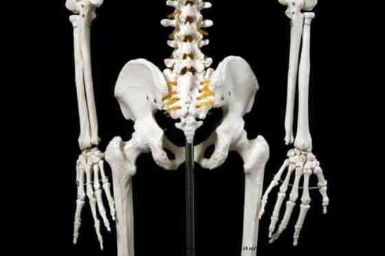 Анатомическая Модель скелета человека в натуральную величину Moscow