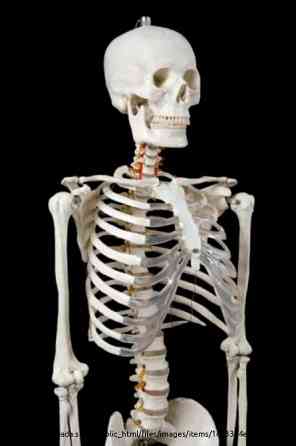 Анатомическая Модель скелета человека в натуральную величину Moscow