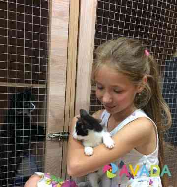Зоогостиница передержка для кошек и собак Novosibirsk