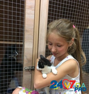Зоогостиница передержка для кошек и собак Novosibirsk - photo 4