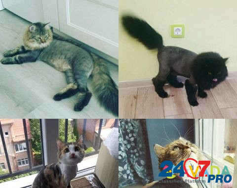 Стрижка и вычес кошек котов Груминг животных Калининград - изображение 5