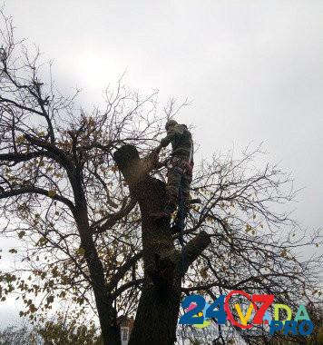 Спил деревьев, расчистка участков Новочеркасск - изображение 6
