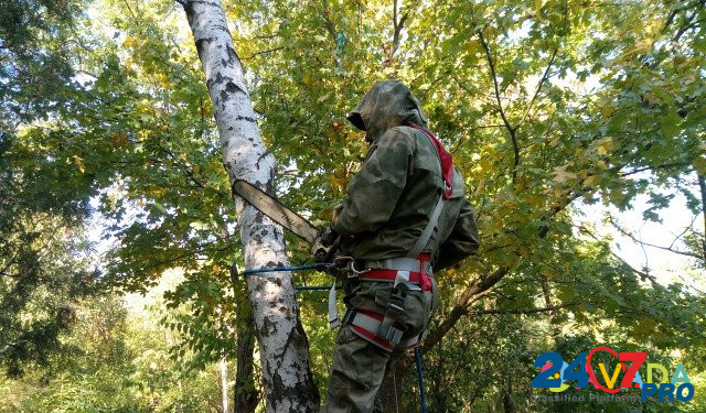 Спил деревьев, расчистка участков Новочеркасск - изображение 5