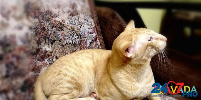 Ориентальный кот на вязку Пенза - изображение 5