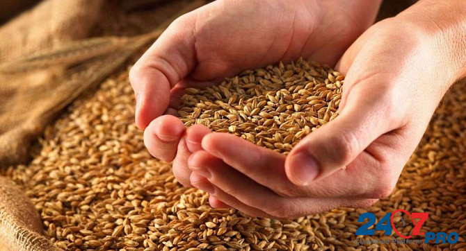 Пшеница 3-4-5 класса, производство Казахстан Улан-Батор - изображение 1