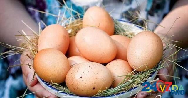 Настоящие домашние яйца Сочи - изображение 1