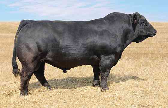 Куплю быков живым весом Vitebsk