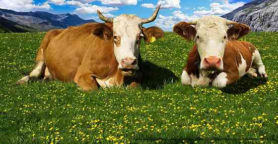 Коровы мясных пород живым весом на убой. Elista
