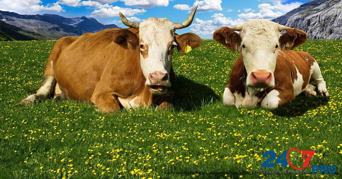 Коровы мясных пород живым весом на убой. Элиста - изображение 1