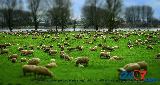 Овцы мясных пород живым весом. Elista - photo 1