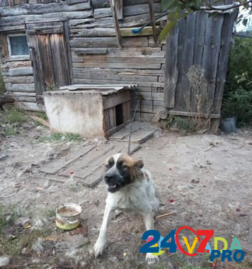 Продам собаку Lesnikovo - photo 1