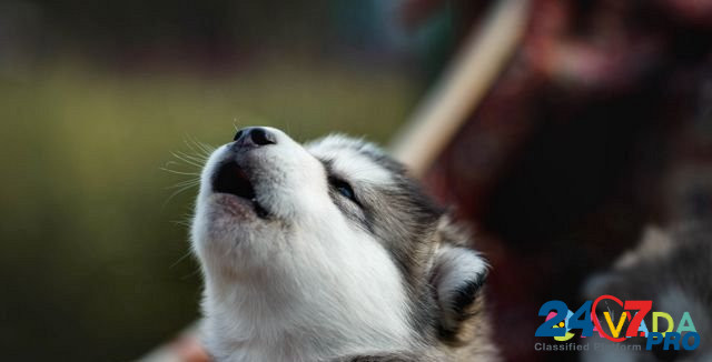 Аляскинский маламут, щенки Солнечногорск - изображение 7