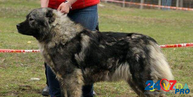 Кавказская овчарка - щенки от крупных собак Железнодорожный - изображение 7