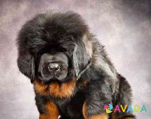 Ждем щенка тибетского мастифа Kopeysk