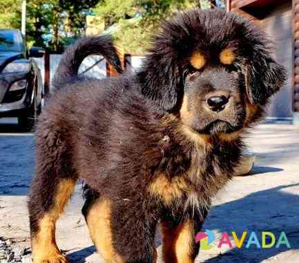 Ждем щенка тибетского мастифа Kopeysk