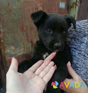 Маленький чёрный щенок ищет дом Ульяновск