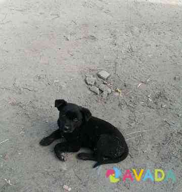 Маленький чёрный щенок ищет дом Ulyanovsk