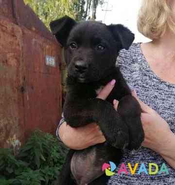 Маленький чёрный щенок ищет дом Ulyanovsk