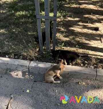 Бездомные красивые щенята Новочеркасск