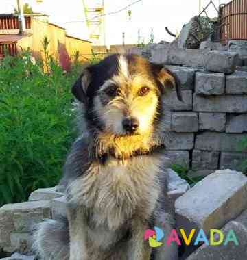 Собака Velikiy Novgorod