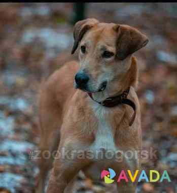 Собака Шери 3 года, стерелизованна,привита Krasnogorsk