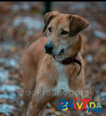 Собака Шери 3 года, стерелизованна,привита Krasnogorsk - photo 2