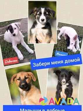 Собака Orenburg