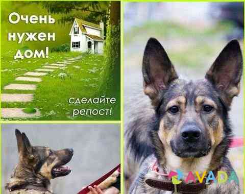 Прекрасная собака в поисках дома Мурманск