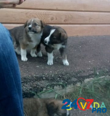 Чудесные щенки- заботливым хозяевам Salavat - photo 1
