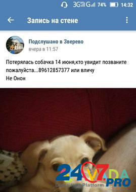 Собака Zverevo - photo 2