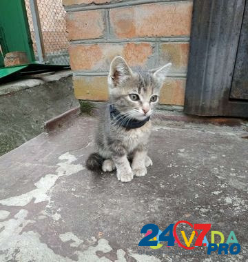 Кошка Tver - photo 2