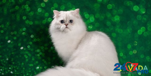 Шотландский кот, чемпион вцф Pskov - photo 1