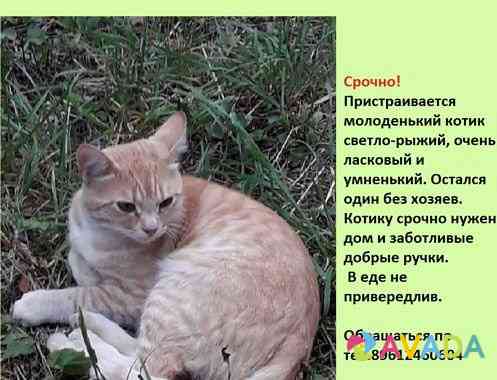 Котика в добрые руки Ivanovo