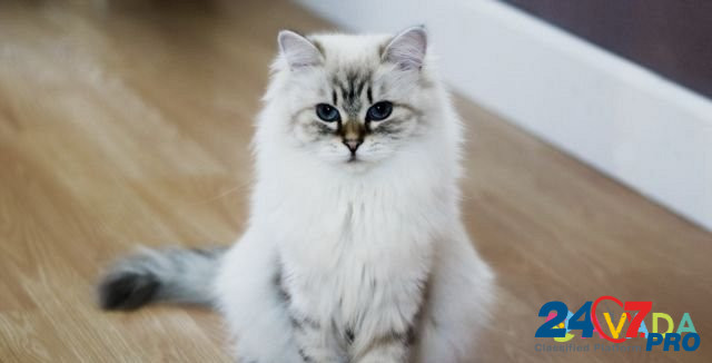 Кот вязка Невский Kubinka - photo 1
