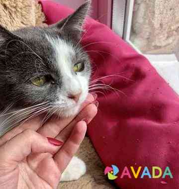 Стерилизованная кошка 1-2 года в добрые руки Smolensk