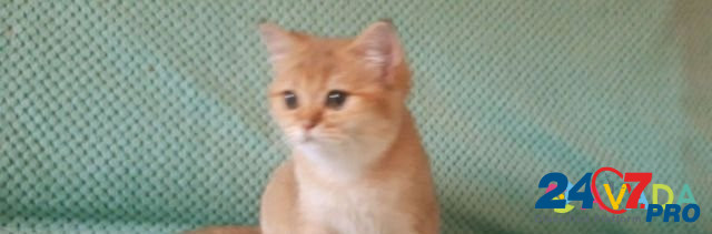 Котик золотой Groznyy - photo 1