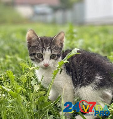 Котята бесплатно Vozhskiy - photo 2