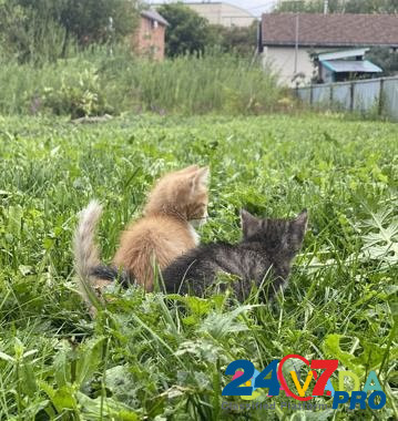 Котята бесплатно Vozhskiy - photo 5