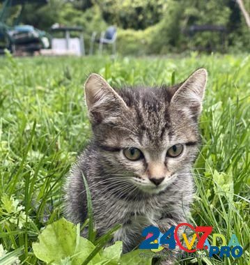 Котята бесплатно Vozhskiy - photo 1