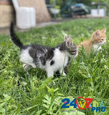Котята бесплатно Vozhskiy - photo 6
