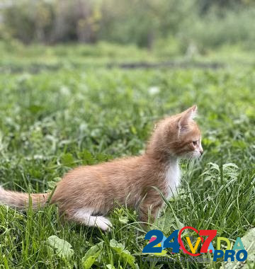 Котята бесплатно Vozhskiy - photo 4