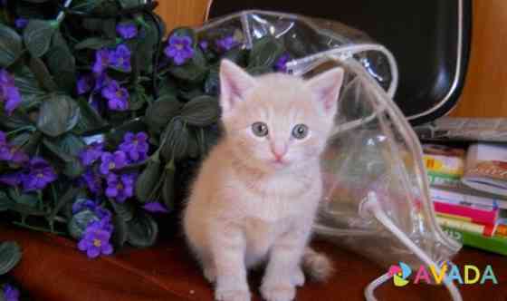 Пушистые котята-в подарок, есть кото-парень Kostroma