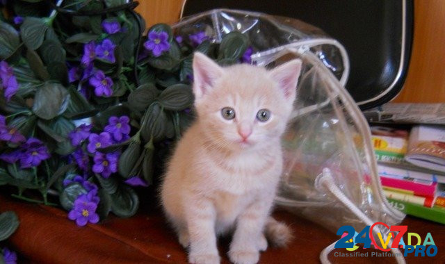 Пушистые котята-в подарок, есть кото-парень Kostroma - photo 3