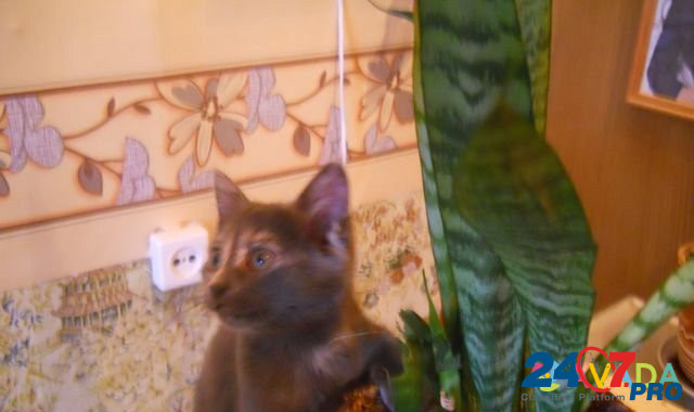 Пушистые котята-в подарок, есть кото-парень Кострома - изображение 4