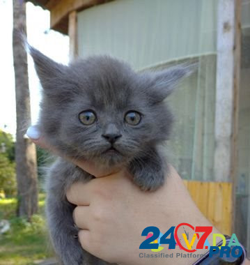 Кошка Kosorylovka - photo 1