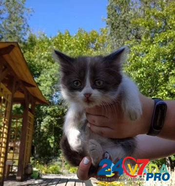 Кошка Kosorylovka - photo 4