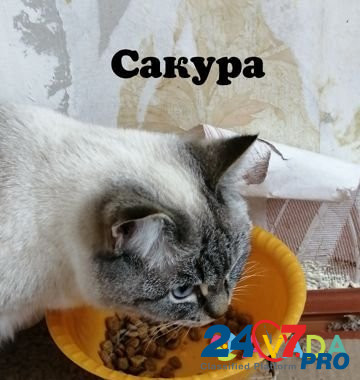 Кошка Poykovskiy - photo 1
