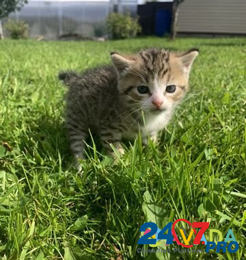 Кошка Istra - photo 3