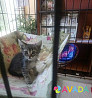 Кошки Astrakhan'